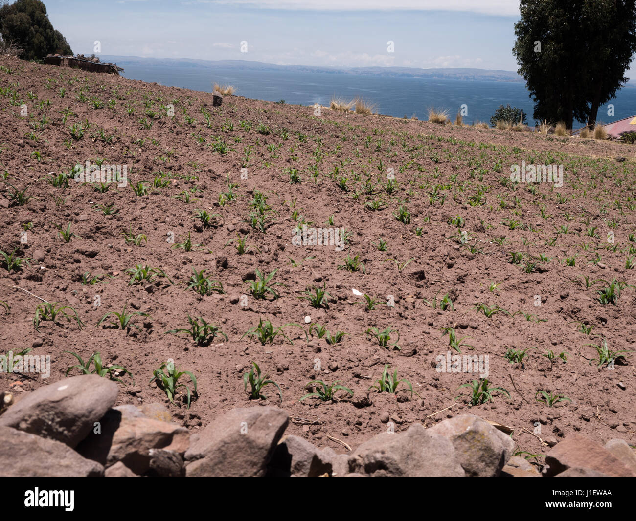 Mais-Plantage am Titicacasee von Insel Taquile, Puno Region, Peru Stockfoto