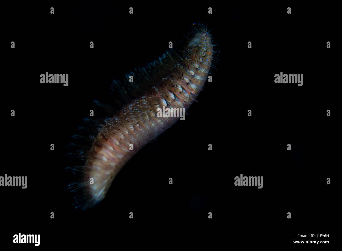 Ein nicht identifizierte Borste Wurm schwimmt in der Nacht in die Republik Palau. Vielborster sind segmentierte Polychaeten. Stockfoto