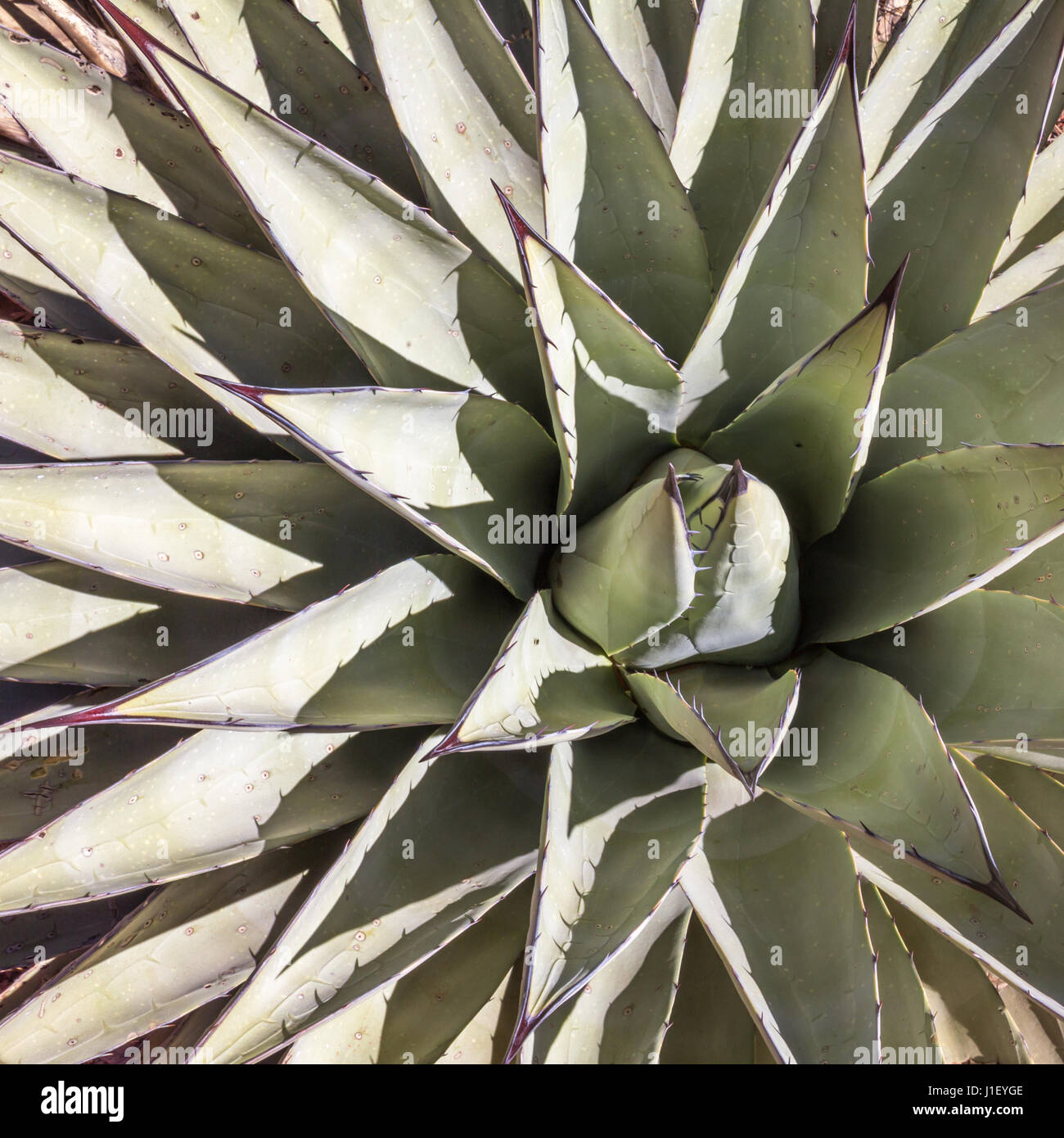 Quadratisches Bild nach unten ins Zentrum der stachelige Aloe-Pflanze.  Saftige graugrün Blätter Strahlen heraus vom Zentrum auf den Ecken des i Stockfoto