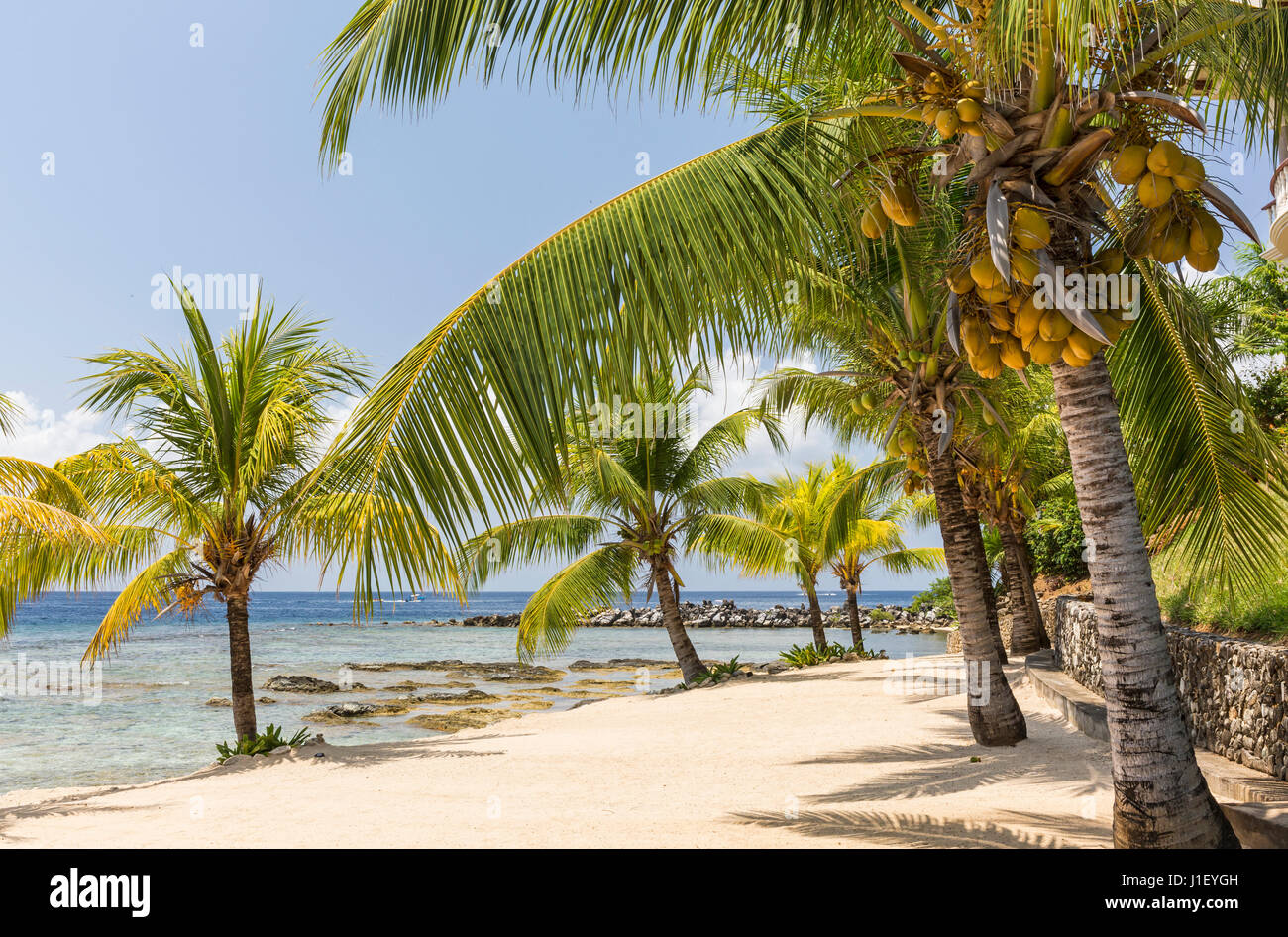 Kokosnuss-Palmen säumen den schönen Sandstrand und Korallenriff am Lighthouse Point in der Nähe der Meridian-Resorts in Roatan, Honduras. Stockfoto