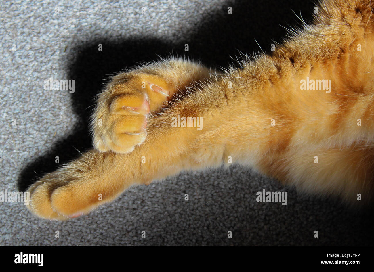 Von Ginger cat Pfoten gekreuzt, wie er in den Sonnenliegen auf einer weichen grauen Teppich Stockfoto
