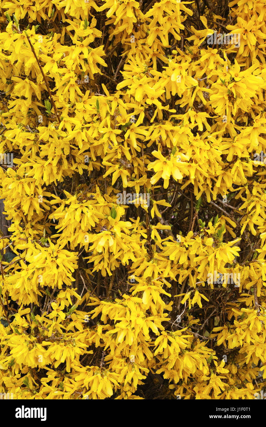Blühende Forsythien. Stockfoto