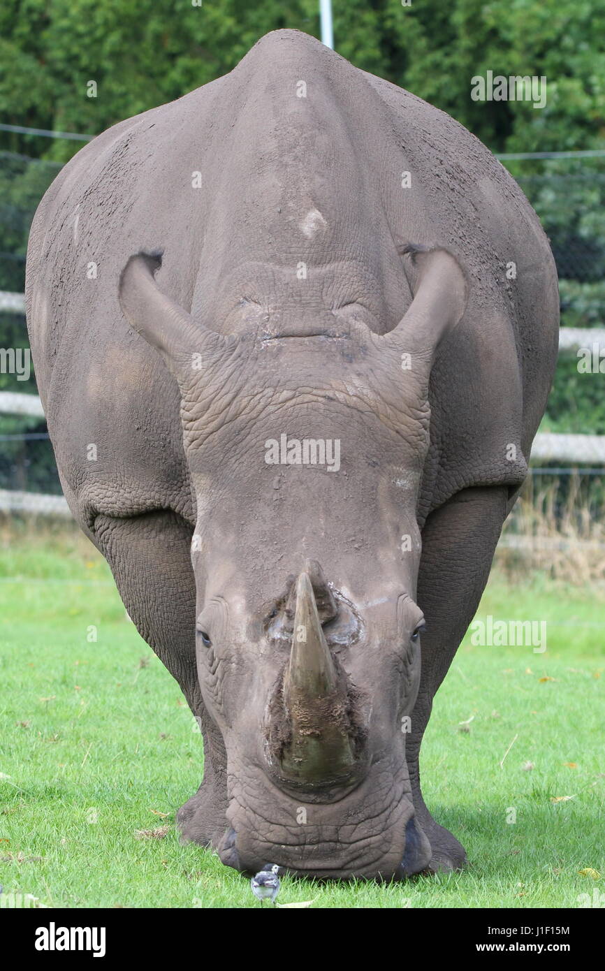 Rhino vor bis zu Pied Bachstelze in Westmidlands Safari Park; UK Stockfoto
