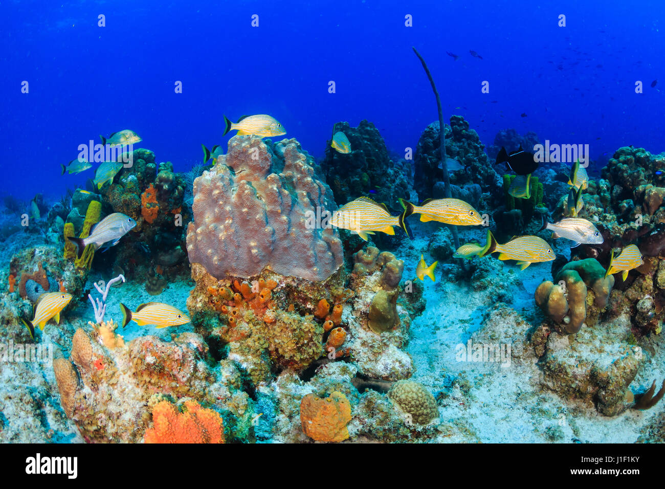 Halten Grunzen und tropischen Fischen an einem Korallenriff Stockfoto