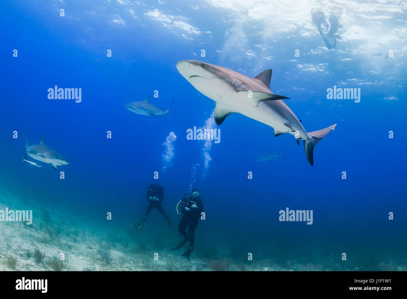 Taucher von Haien umgeben Stockfoto