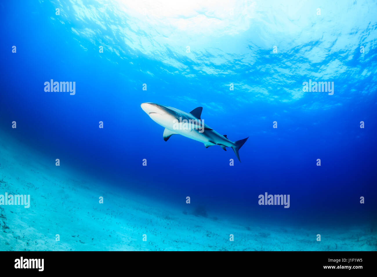 Caribbean Reef Shark über einen sandigen Meeresboden Stockfoto