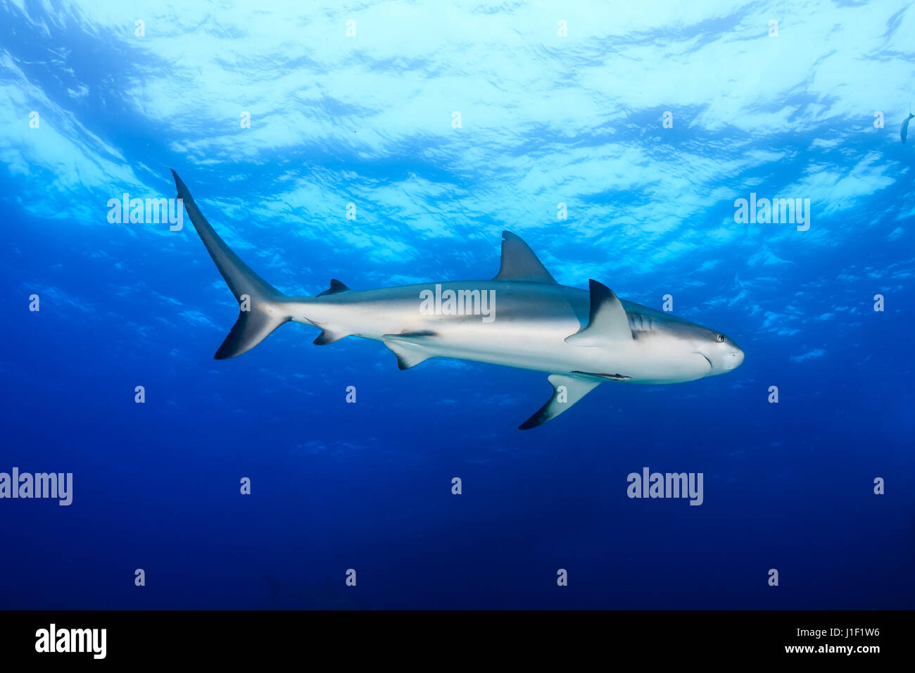 Riff Hai schwimmen im offenen Meer Stockfoto