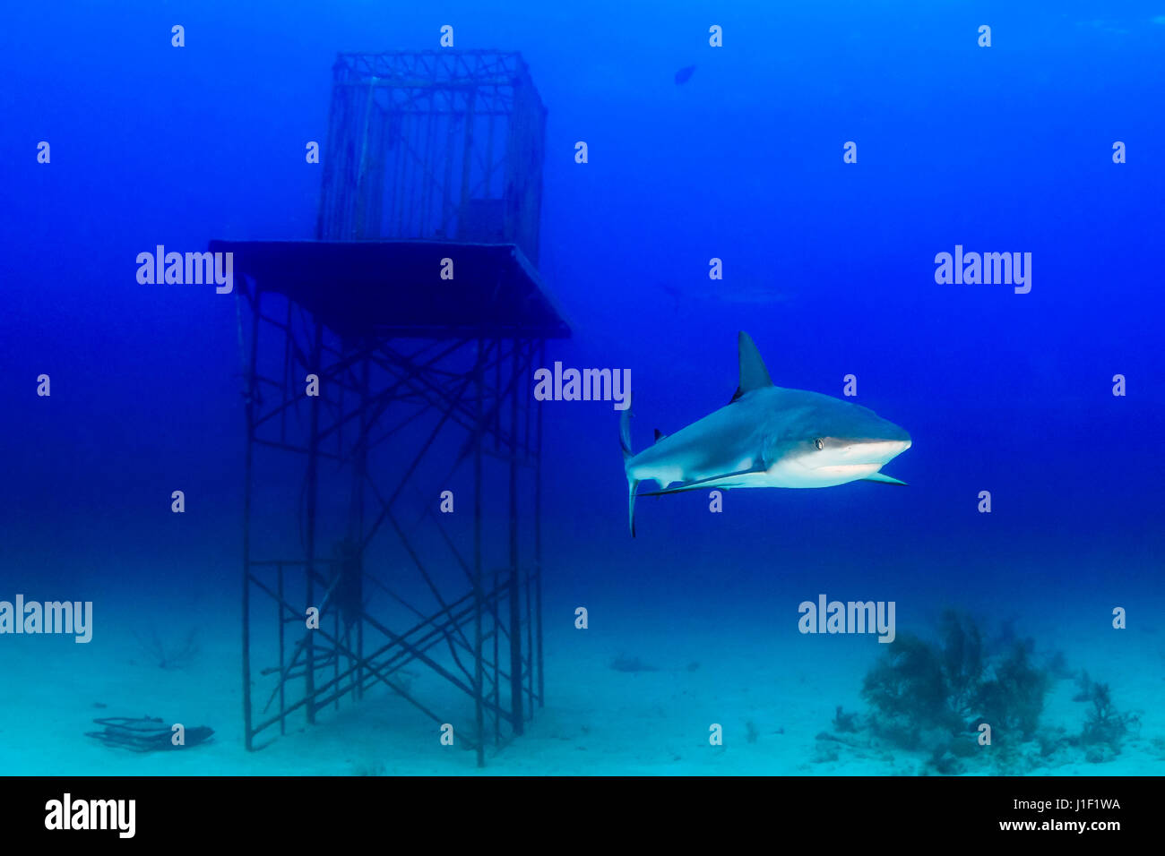 Riffhaie schwimmen in der Nähe einer Unterwasser künstlichen Struktur Stockfoto