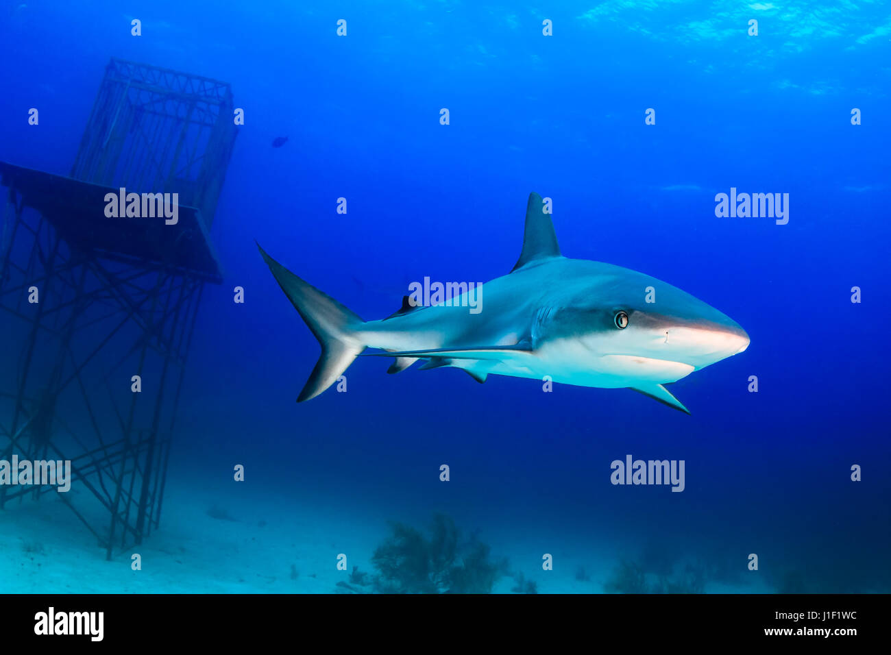 Haie schwimmen um eine Unterwasser künstliche Struktur Stockfoto