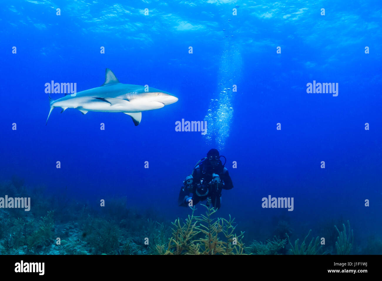 Taucher mit einer großen Unterwasser-Kamera in der Nähe ein Riffhai Stockfoto