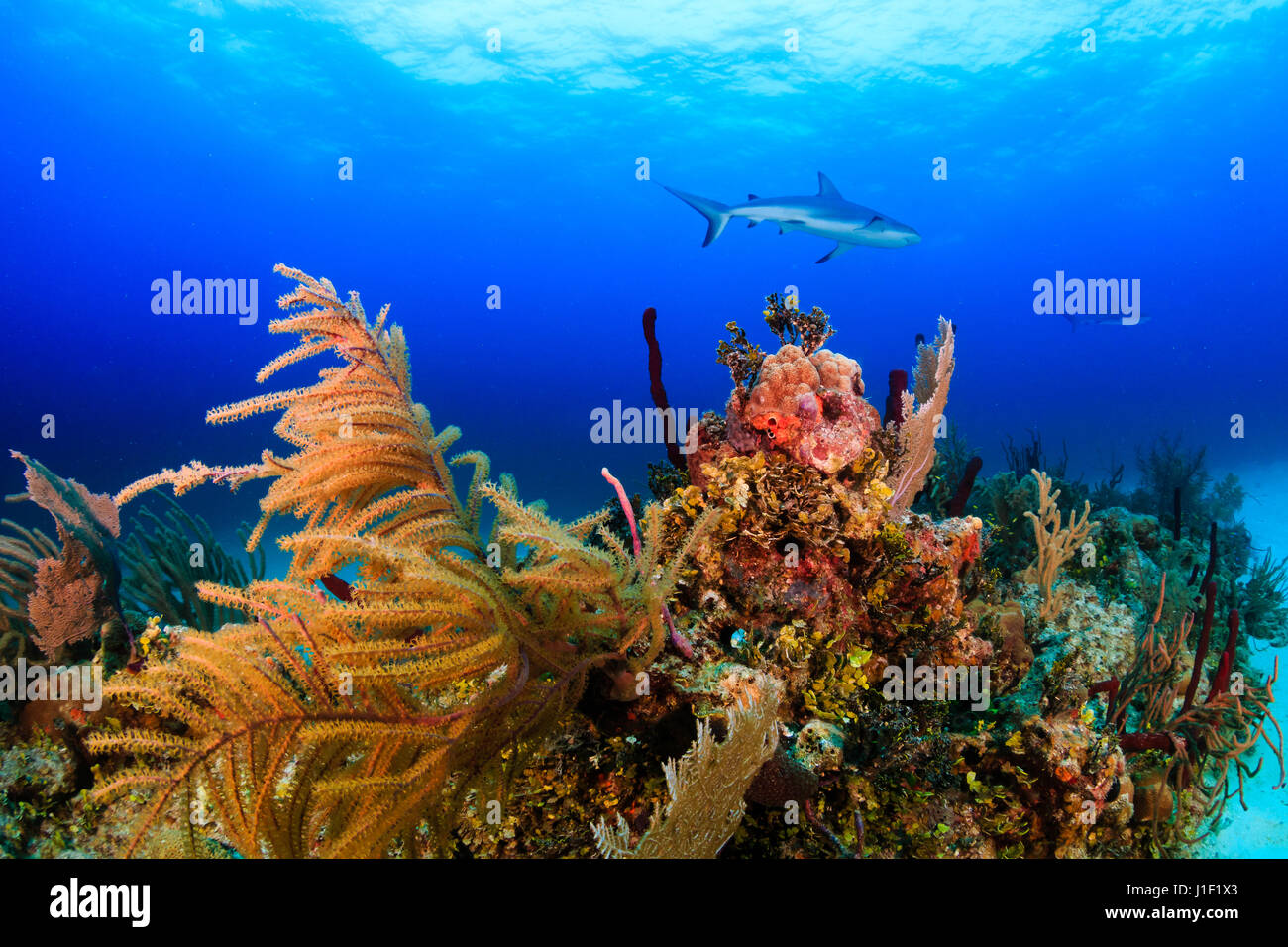 Haie schwimmen über ein tropisches Korallenriff Stockfoto