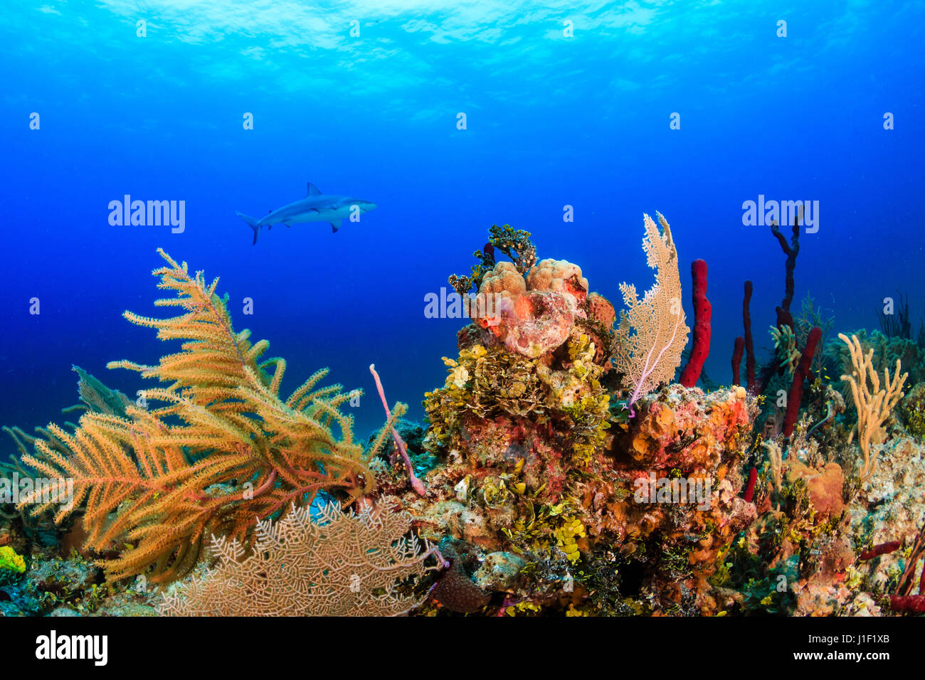 Ein Riffhai schwimmen an einem tropischen Korallenriff Stockfoto