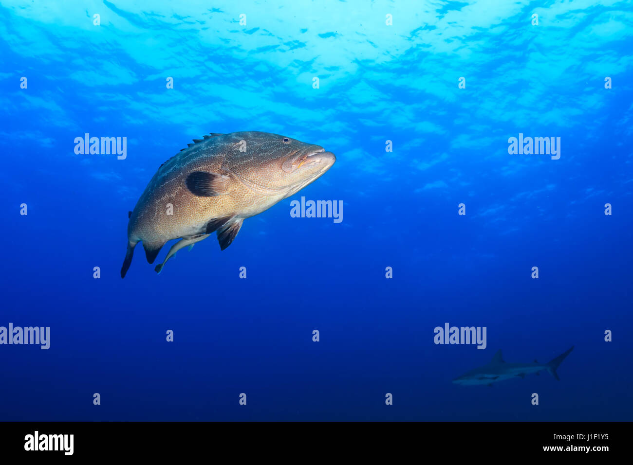 Eine große Nassau-Zackenbarsch und Hintergrund Riffhai im Blauwasser Stockfoto