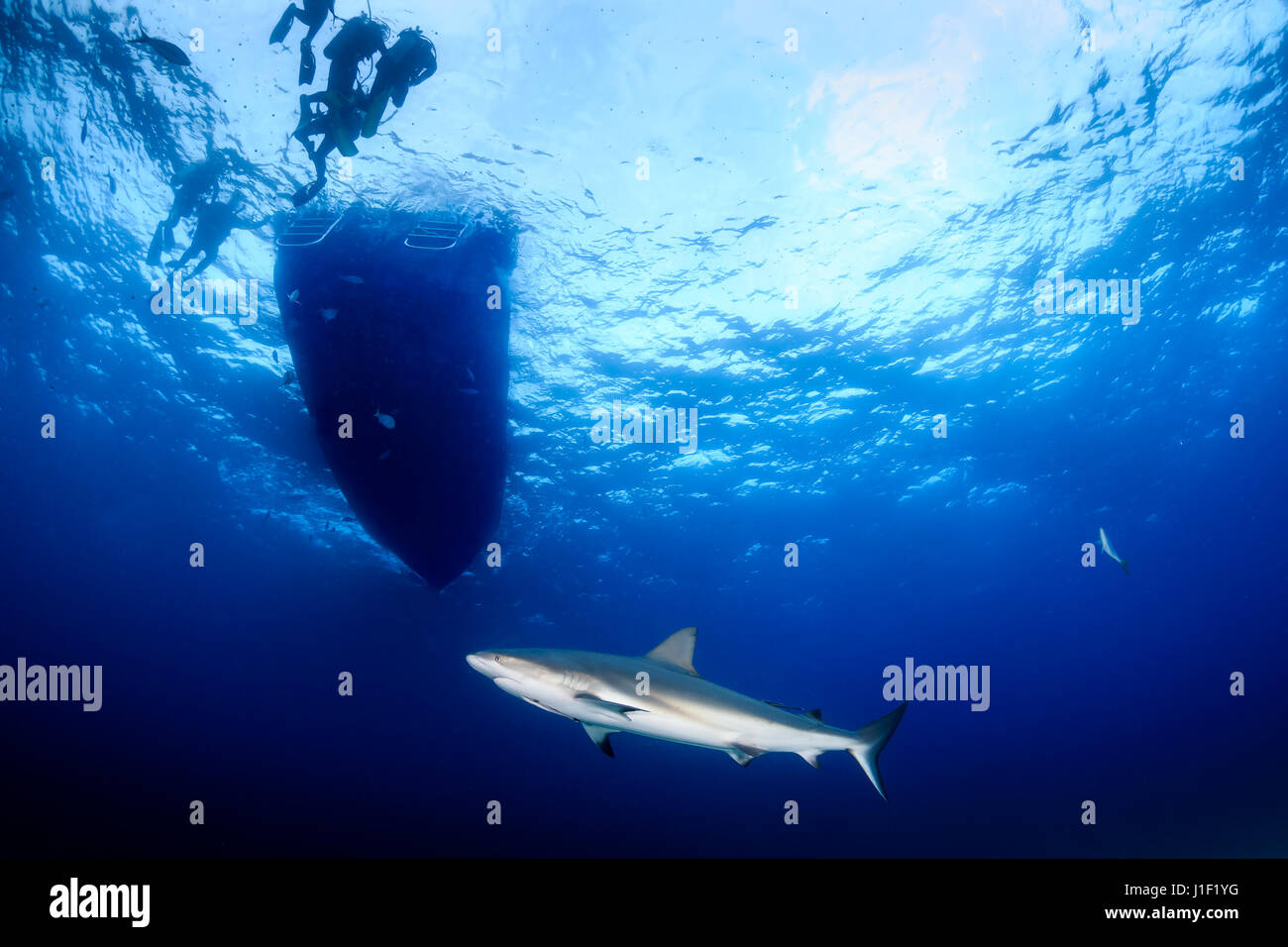 Caribbean Reef Shark unter einem Tauchboot Stockfoto