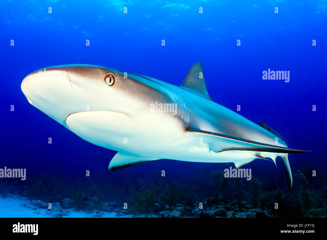 Caribbean Reef Shark auf den Bahamas hautnah Stockfoto