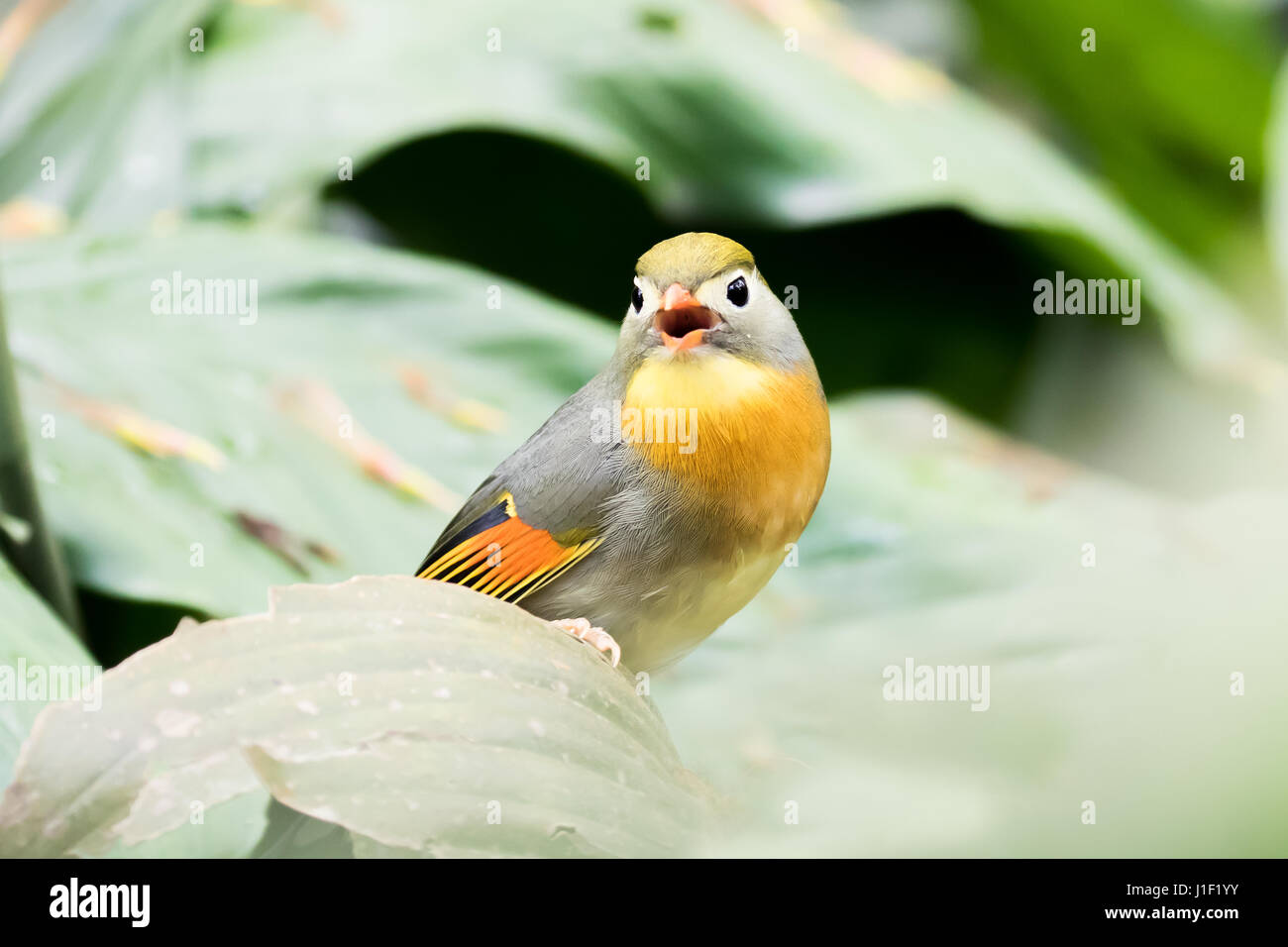 Rot-billed Leiothrix Stockfoto