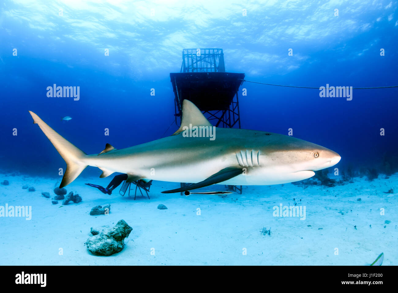 Riff Hai schwimmen neben einer künstlichen Struktur Stockfoto