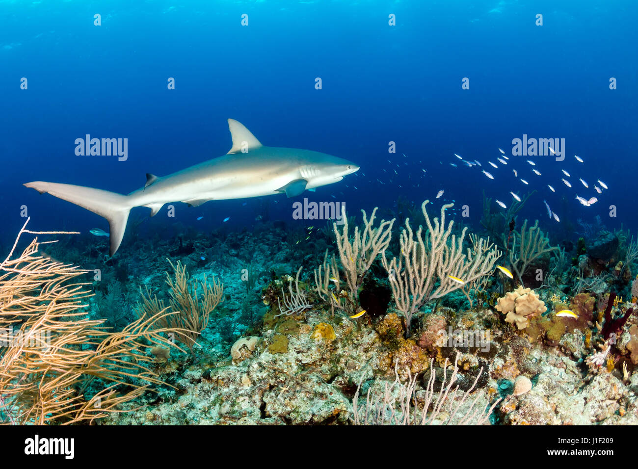 Hai schwimmen über ein tropisches Korallenriff Stockfoto