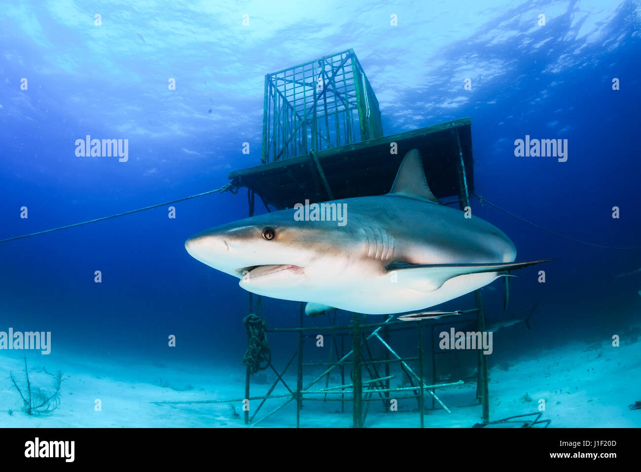 Riff Hai schwimmen neben einer künstlichen Struktur Stockfoto