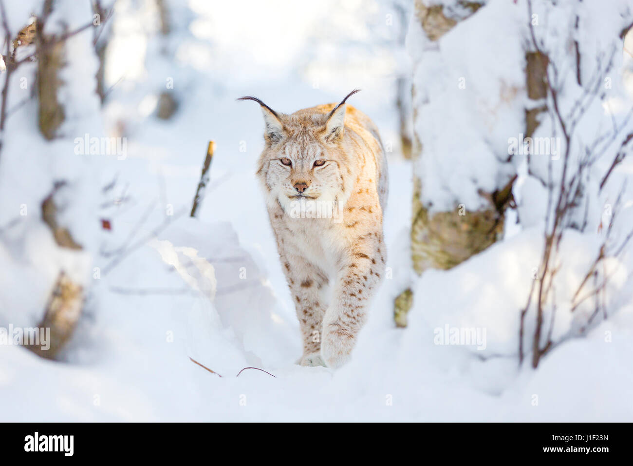 Luchs-Katze Spaziergänge im kalten Winterwald Stockfoto