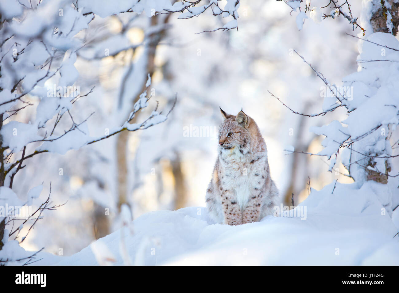 Schöne Luchs Katze Cub im kalten Winterwald Stockfoto