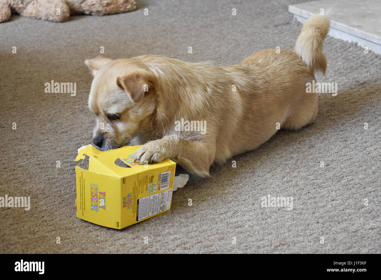 Kleine goldene farbige Hund ein Hunde-Osterei öffnen Stockfoto