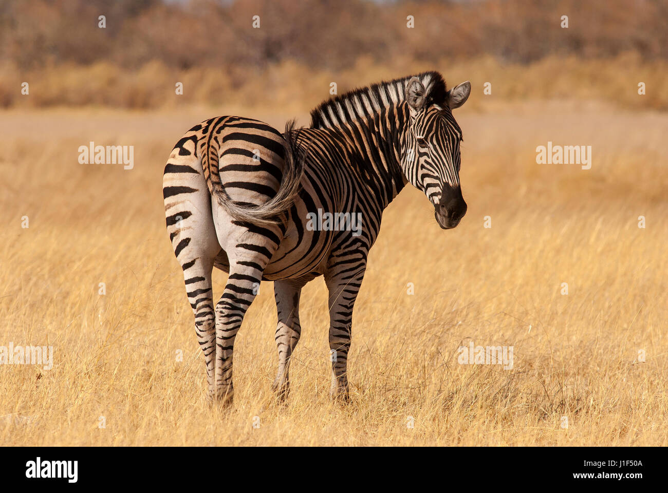 Einsames Zebra auf den offenen Ebenen des Central Kalahari, Botswana Stockfoto