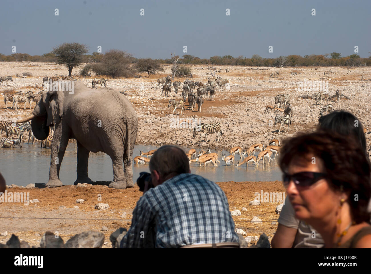 Touristen, die die Bilder von Elefanten und andere Tiere am Wasserloch von Okaukuejo, Etosha Nationalpark, Namibia Stockfoto