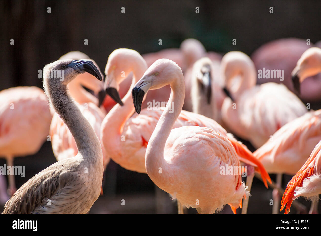 Chilenische Flamingo, Santa Barbara Zoo, Santa Barbara, Kalifornien Stockfoto