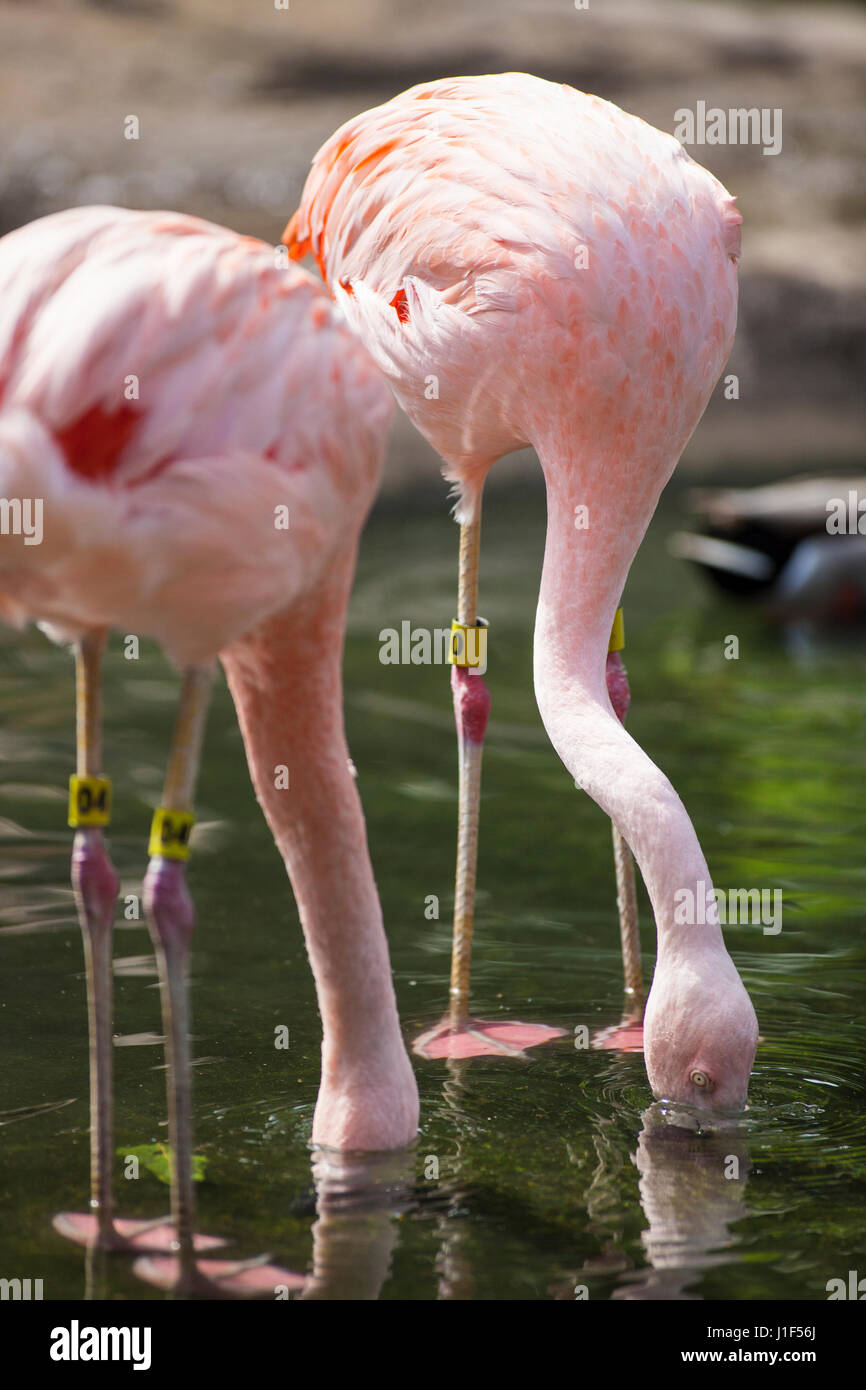 Chilenische Flamingo, Santa Barbara Zoo, Santa Barbara, Kalifornien Stockfoto