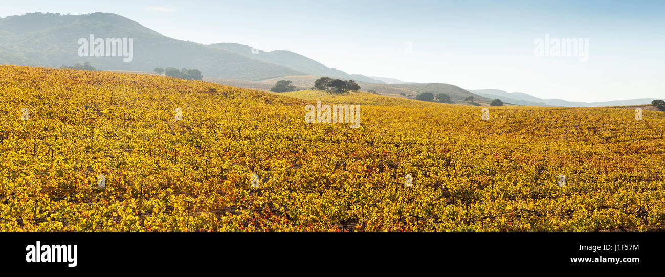 Weinberg im Herbst Farben, Santa Rosa Canyon, Santa Ynez Valley, Kalifornien Stockfoto