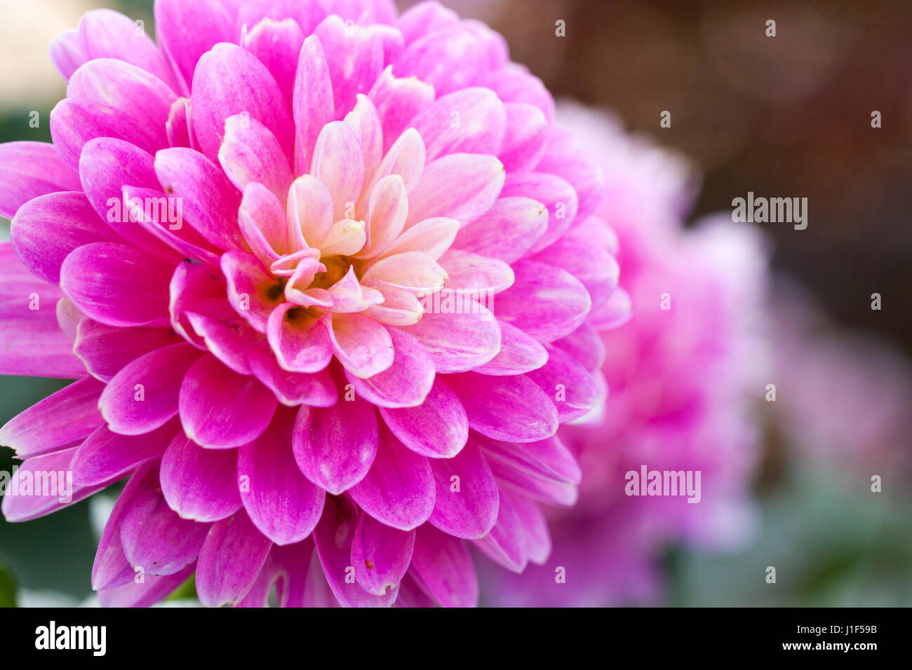 Rosa lila Dahlie Blüte, Nahaufnahme Stockfoto