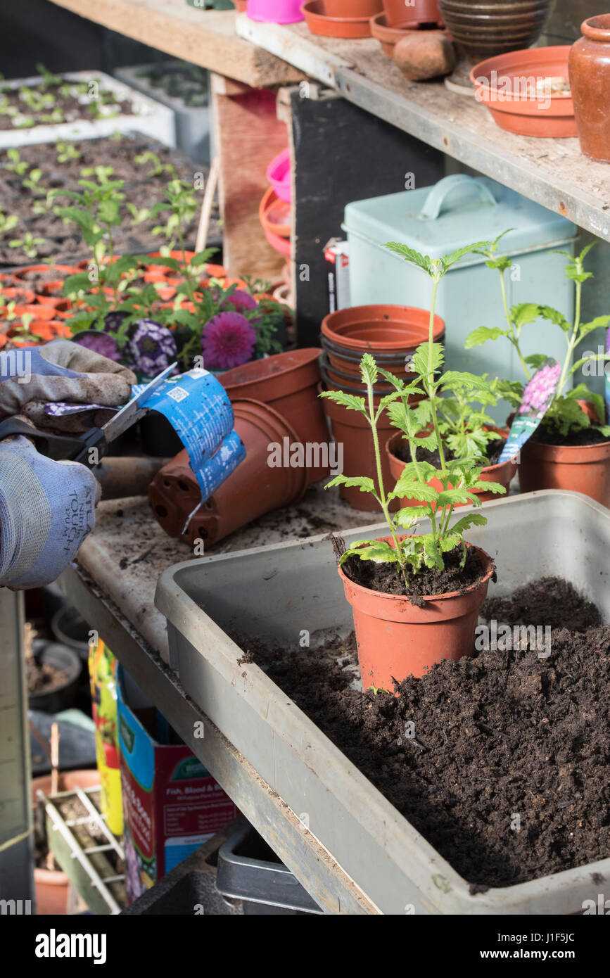 Gärtner Pflanze Etikett ausschneiden, wenn Blumenerde Eisenkraut Pflanzen in einem Gewächshaus gekauft. UK Stockfoto