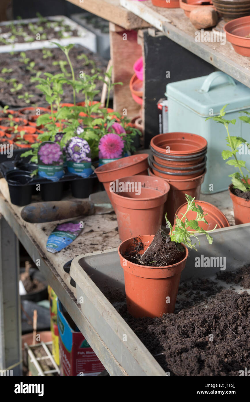 Blumenerde gekauft Eisenkraut Pflanzen in einem Gewächshaus. UK Stockfoto