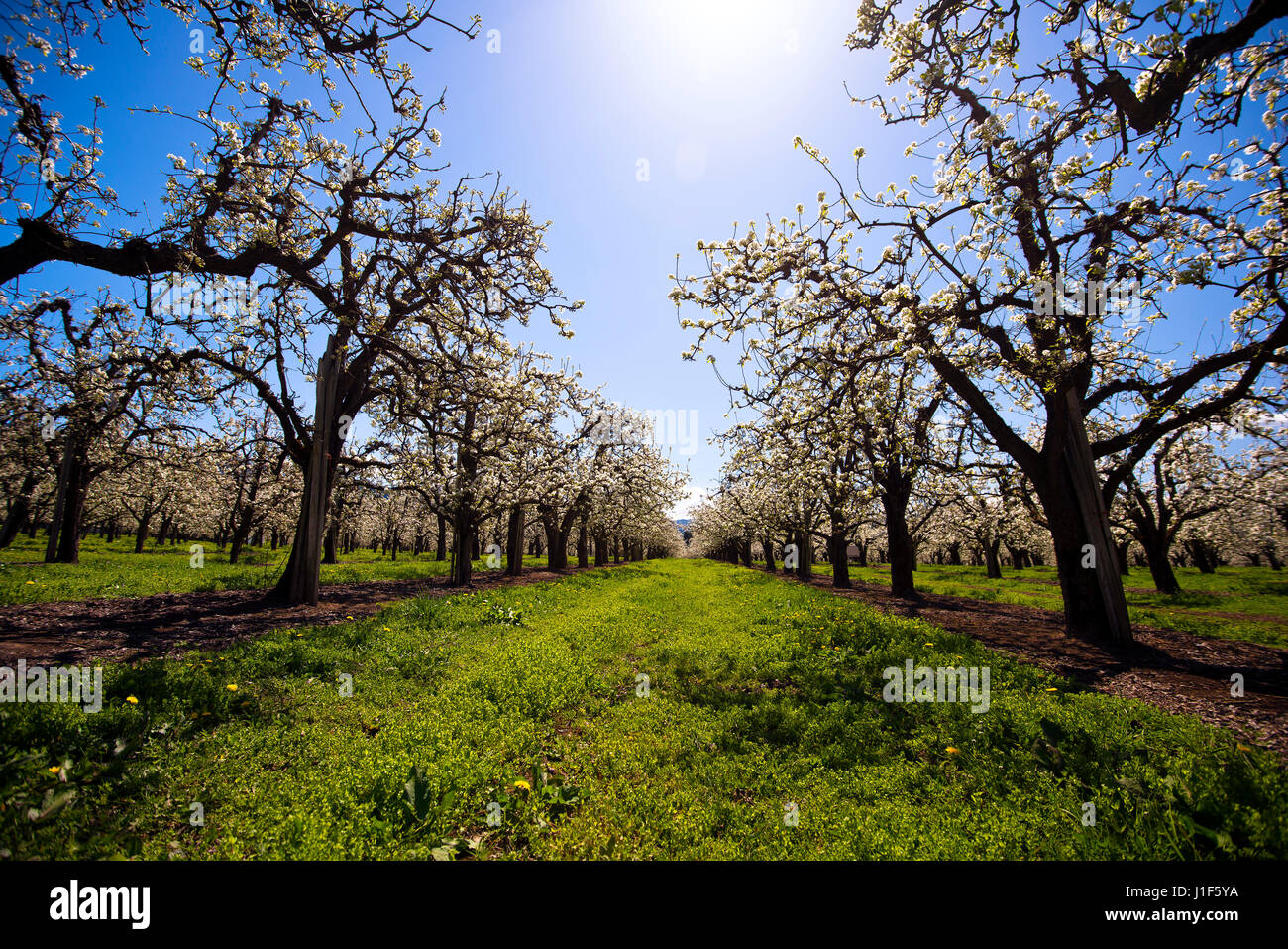Frühling, Gewürz-blühenden Garten blühende Obstbäume mit Kurve Zweigen, Blüte weiße Blüten auf einem Hintergrund von kontrastierenden Sonnenlicht Stockfoto