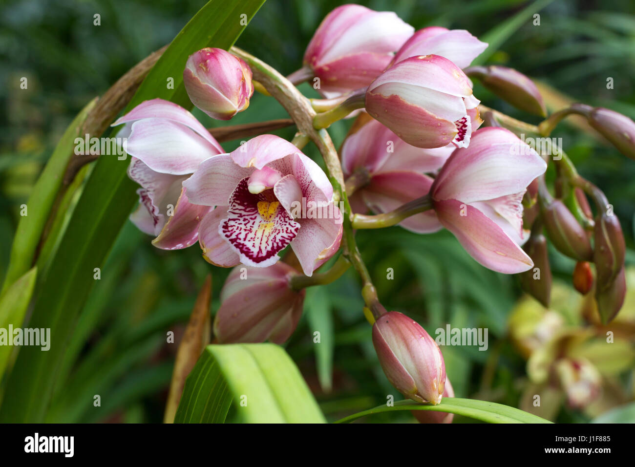 Rosa Cymbidium im Topf. Blüte und Stengel Boot Orchidee Stockfoto
