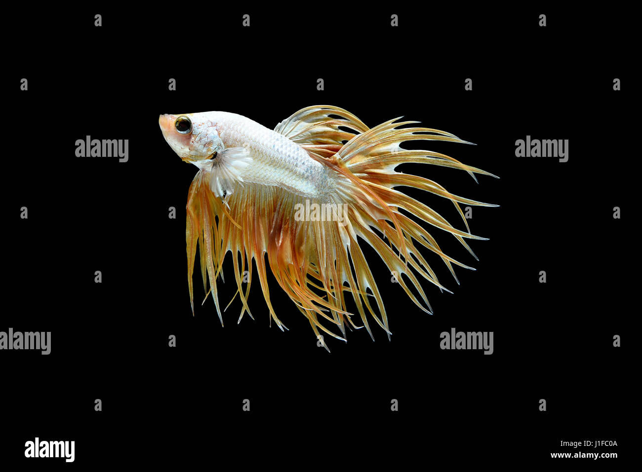 Männlichen Krone Schweif Betta Splendens oder siamesische Kampffische isoliert auf schwarzem Hintergrund, Plakat-Thailand Stockfoto