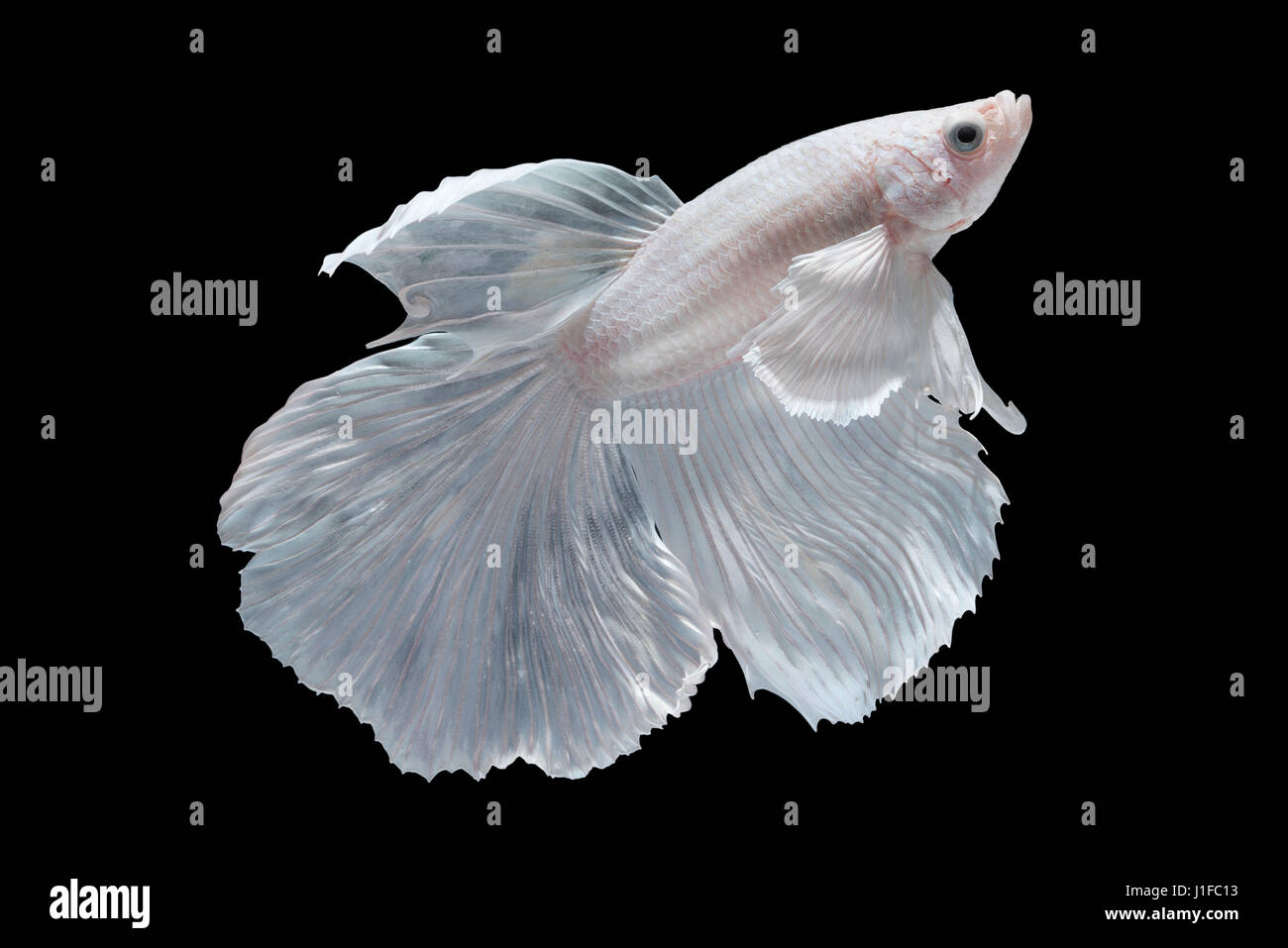 Weiß Halfmoon Betta Splendens oder siamesische Kampffische isoliert auf schwarzem Hintergrund, Plakat-Thailand Stockfoto