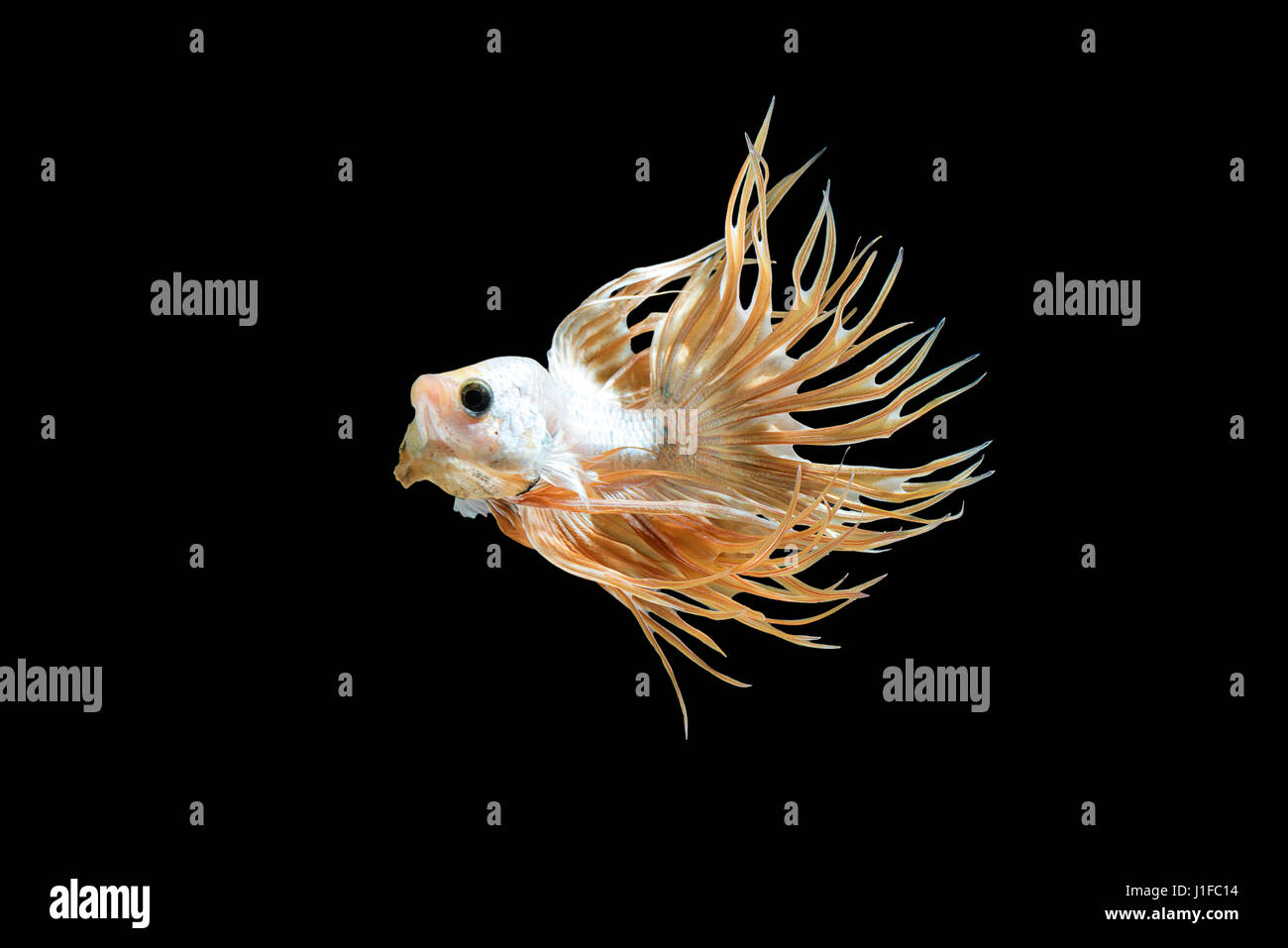 Männlichen Krone Schweif Betta Splendens oder siamesische Kampffische Aktion isoliert auf schwarzem Hintergrund, Plakat-Thailand Stockfoto