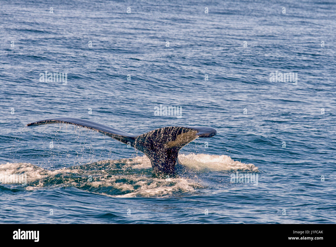 Flosse der Wale, die aus Meer Stockfoto