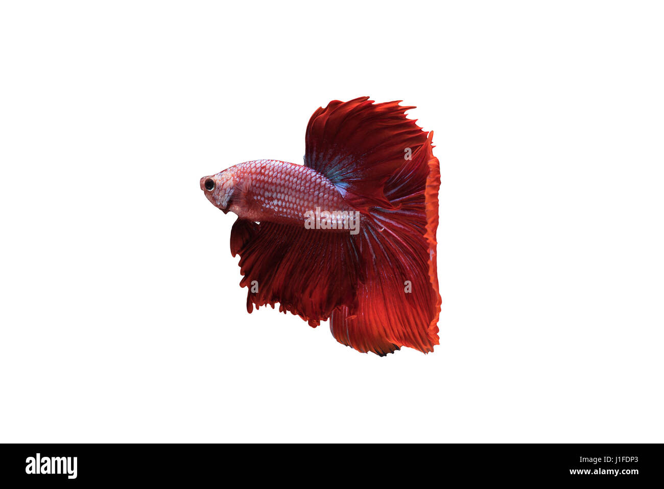 Rot Halfmoon Betta Splendens oder siamesische Kampffische isoliert auf weißem Hintergrund enthalten Schneidepfad, Plakat-Thailand Stockfoto