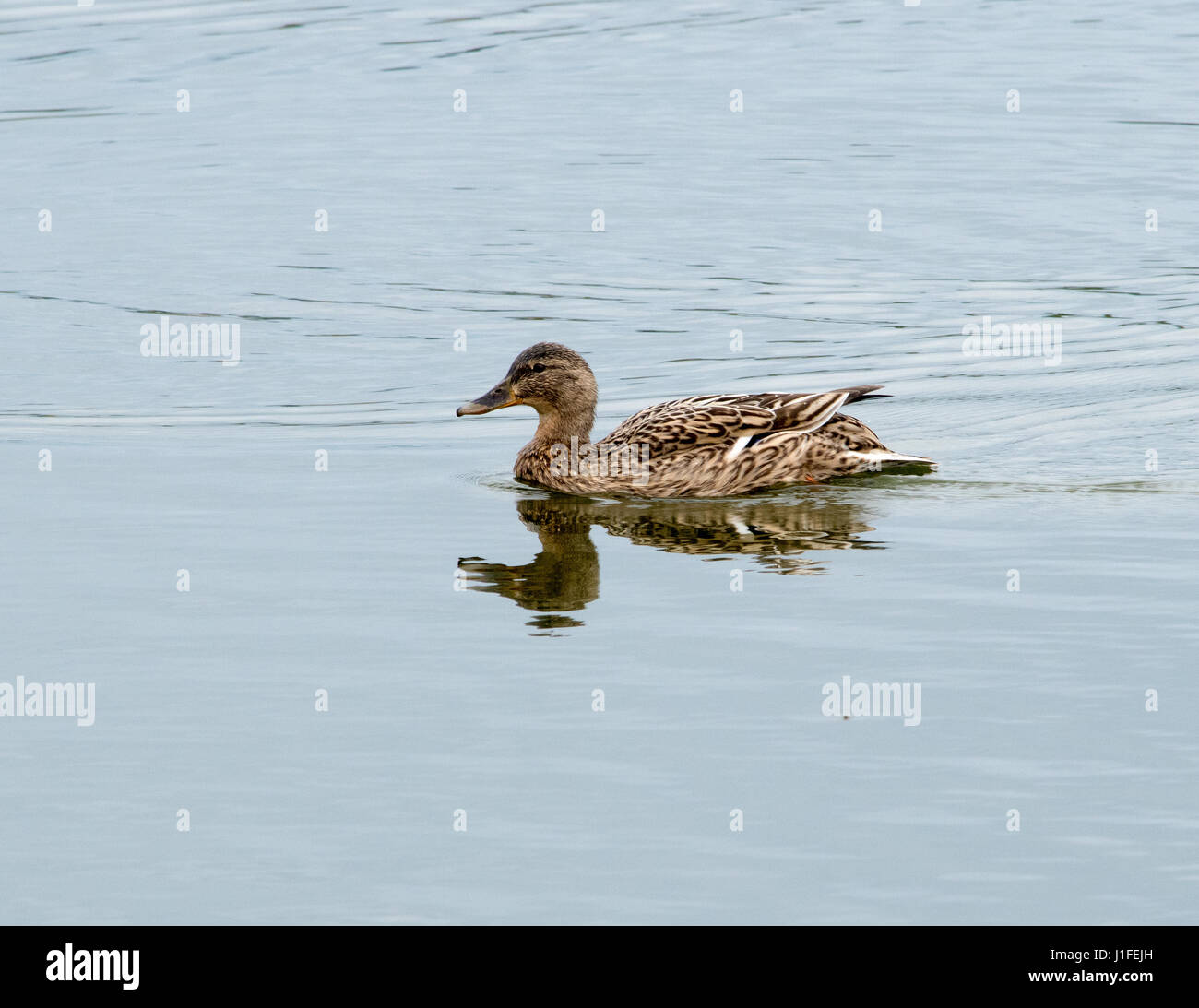 Stockente, Weiblich Stockfoto