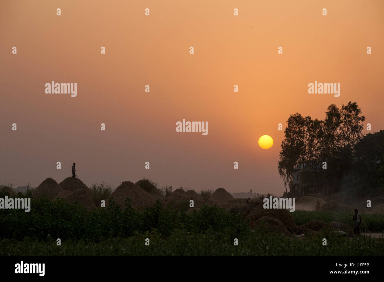 Sonnenuntergang auf der Chalanbeel in Natore, Bangladesch. Stockfoto