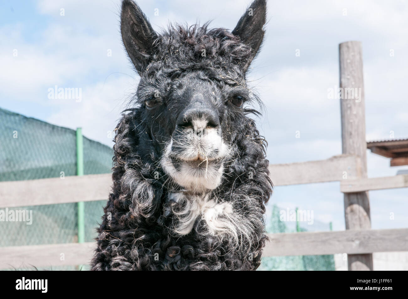 Lama in einem ländlichen Bauernhof aufgezogen für die Freude der Kinder und Familien Stockfoto
