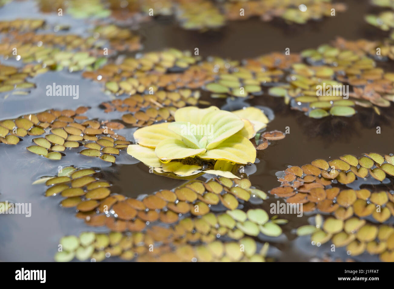 Gelbliches Wasser Salat oder Wasser Kraut (Bahnfahrer Stratiotes) schwimmend in einem Teich Stockfoto
