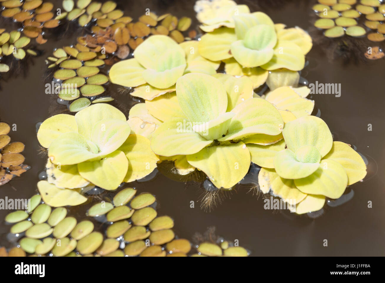 Gelbliches Wasser Salat oder Wasser Kraut (Bahnfahrer Stratiotes) schwimmend in einem Teich Stockfoto