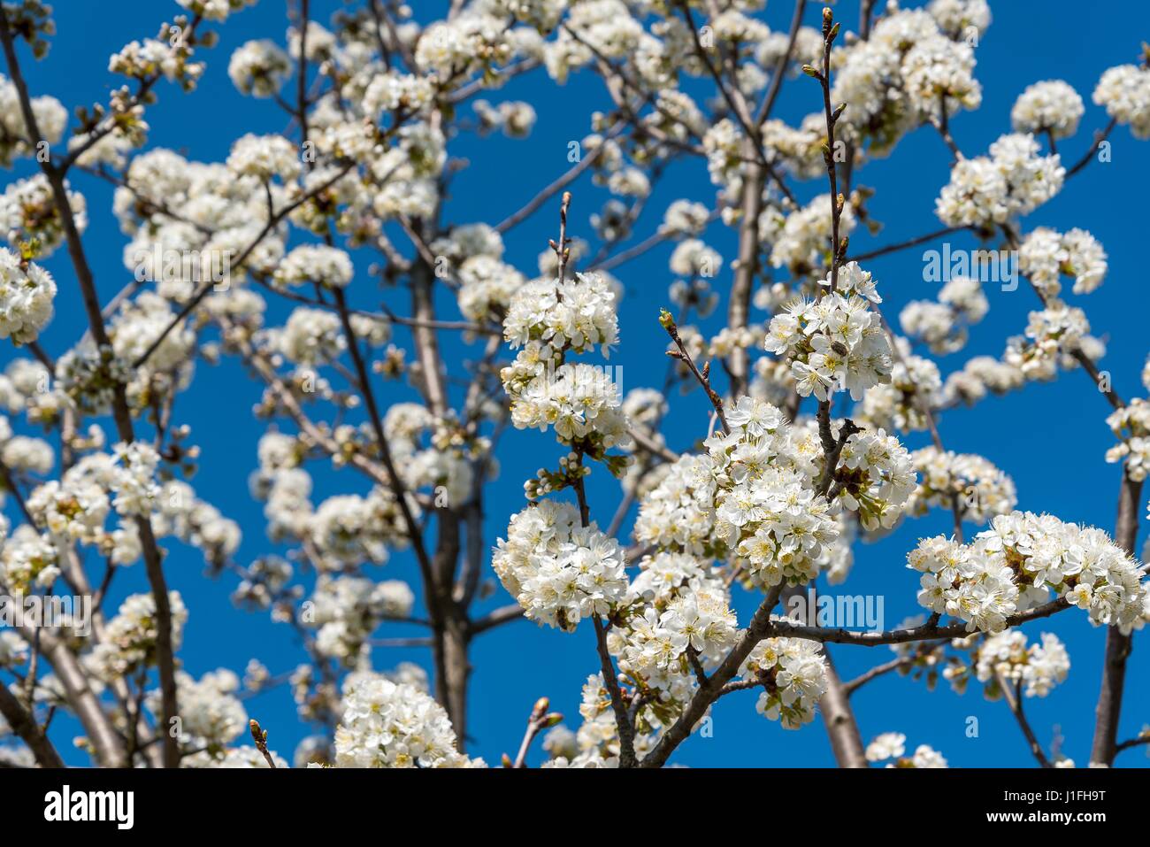 Kirschbaum Äste mit weißen Blüten im Frühling gegen blauen Himmel. Selektiven Fokus. Frühlings-Hintergrund Stockfoto