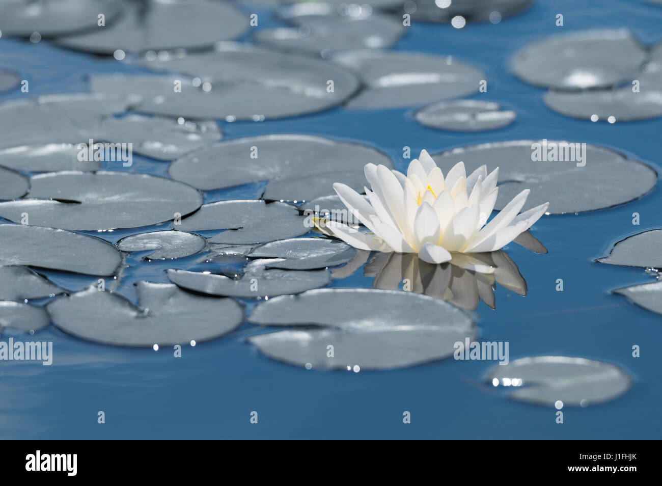 Wildwasser-Lilie Blume am blauen See Spiegelfläche. Stockfoto