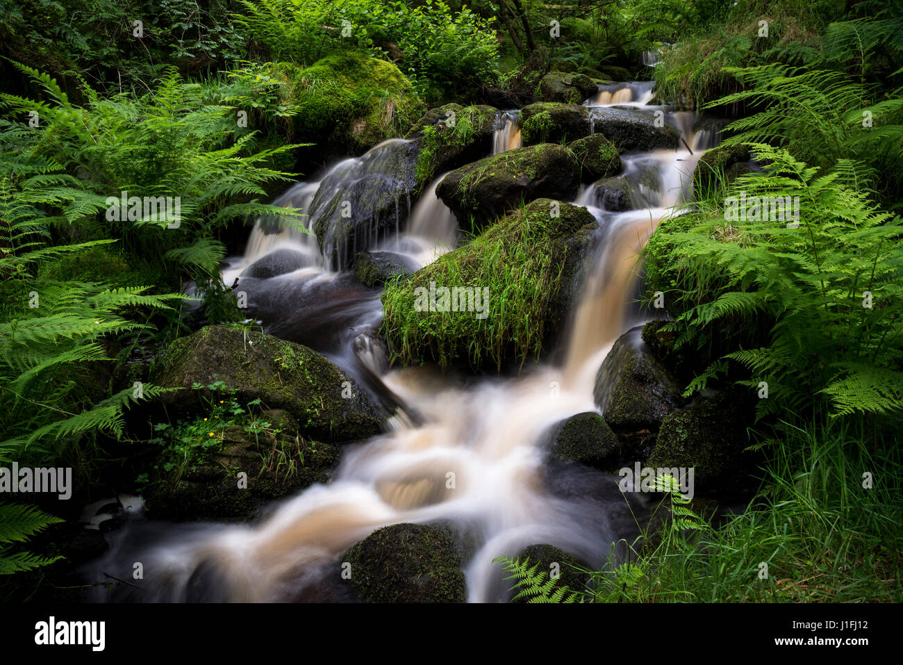 Steinigen Bach am Wyming Bach Naturschutzgebiet, Sheffield, South Yorkshire, England. Stockfoto