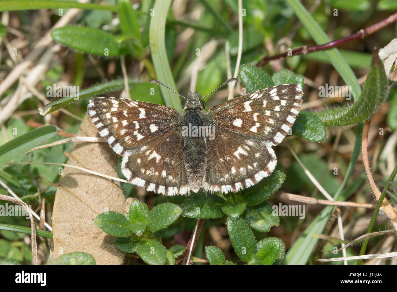 Nahaufnahme von ergrauten Skipper Butterfly (Pyrgus Malvae) Aalen mit Flügel öffnen Stockfoto